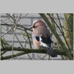 Garrulus glandarius - Eichelhaeher 06.jpg